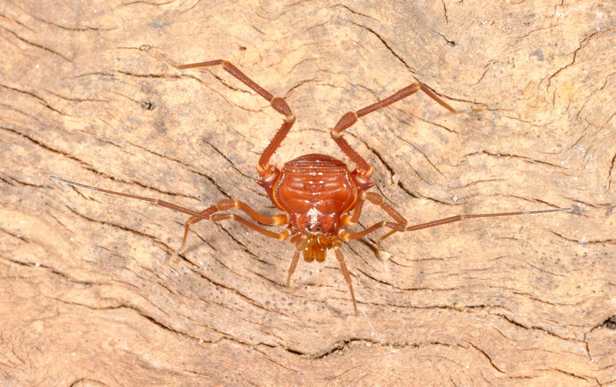 Image of Krateromaspis Carvalho & Kury 2021