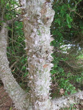 Image of Ceiba erianthos (Cav.) K. Schum.