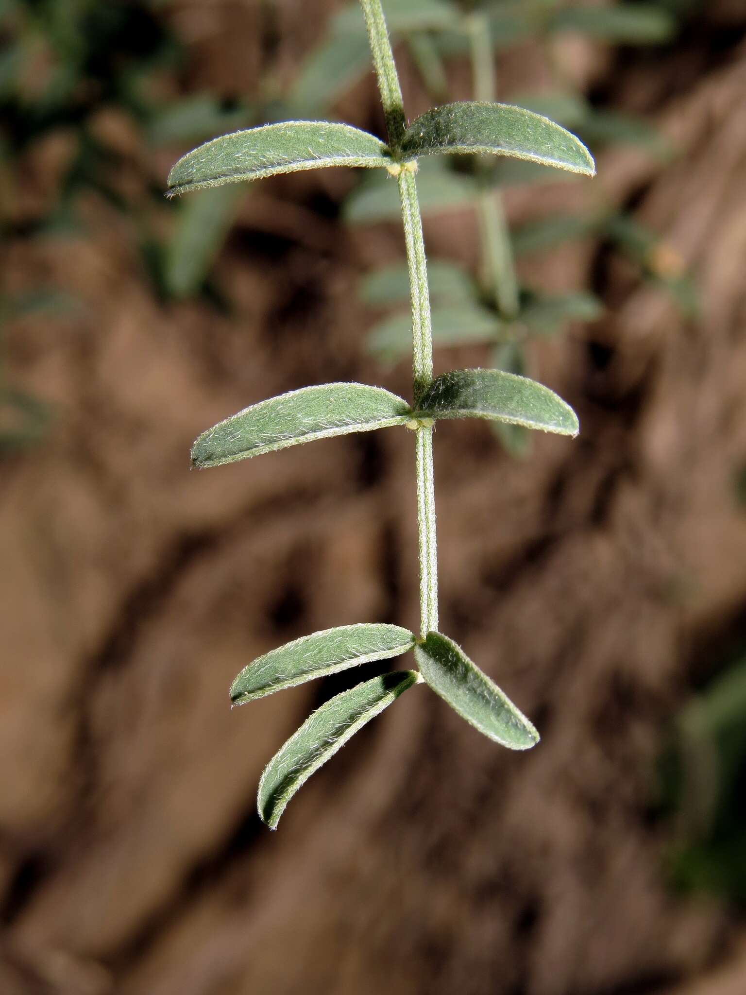 Image de Hedysarum tauricum Willd.