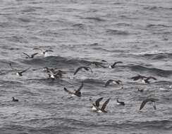 Image of Black-vented Shearwater