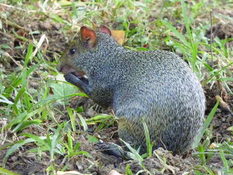 Image of Azara's Agouti