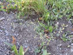 Image of Brewer's Cinquefoil