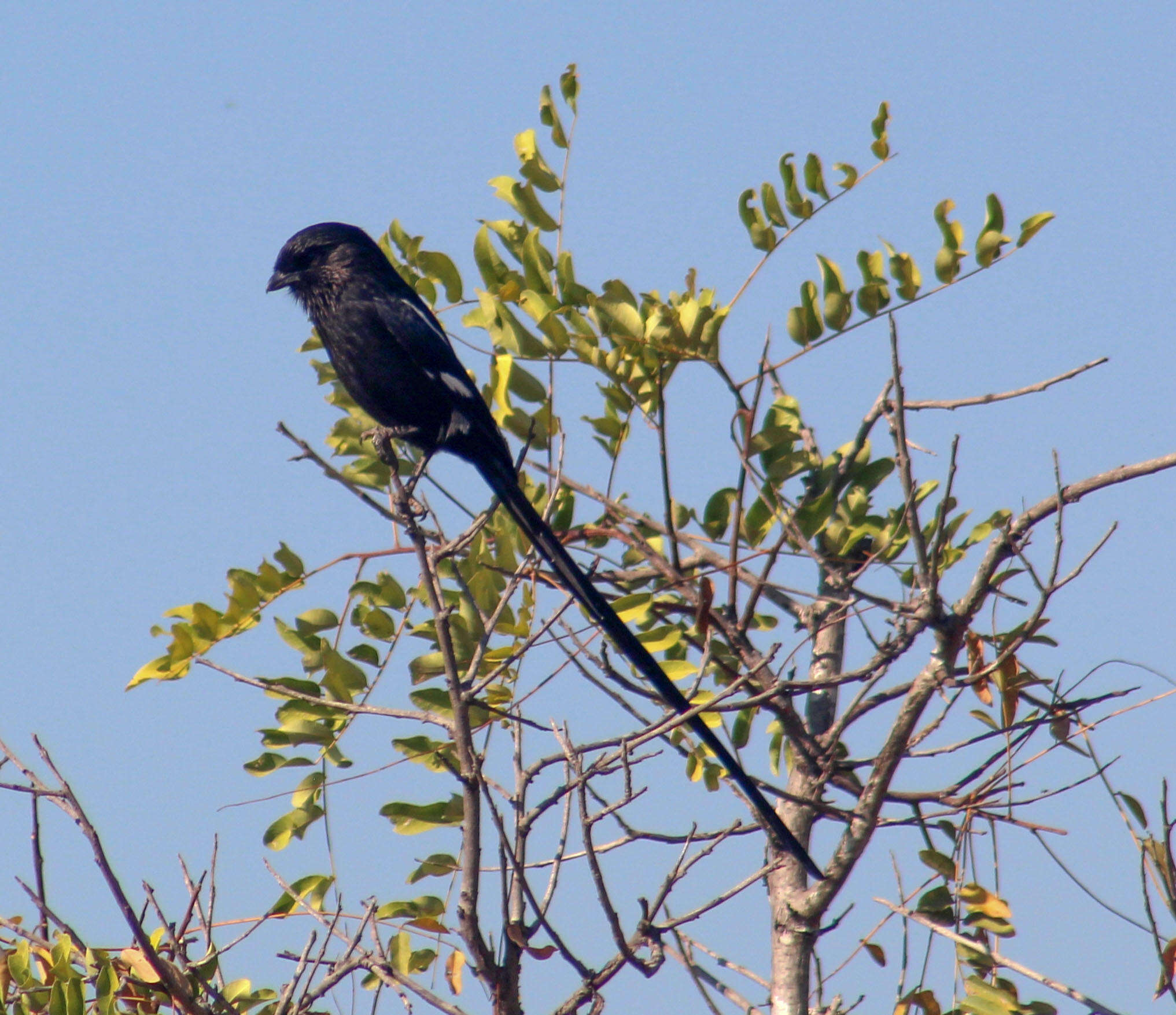 Слика од Lanius melanoleucus