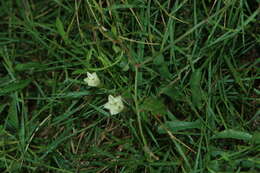 Imagem de Xenostegia tridentata (L.) D. F. Austin & Staples