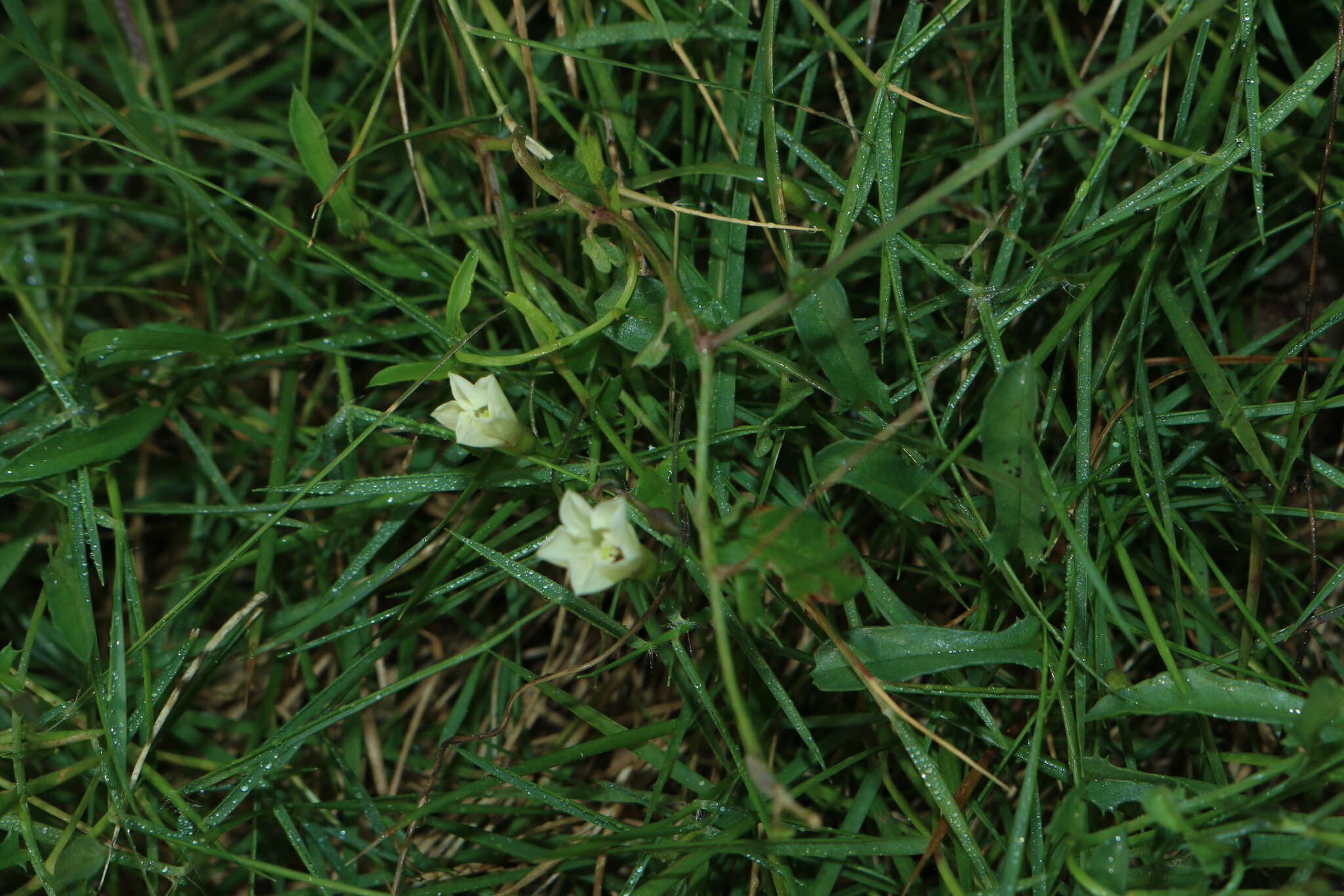 Imagem de Xenostegia tridentata (L.) D. F. Austin & Staples