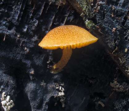 Imagem de Pholiota granulosa (Peck) A. H. Sm. & Hesler 1968