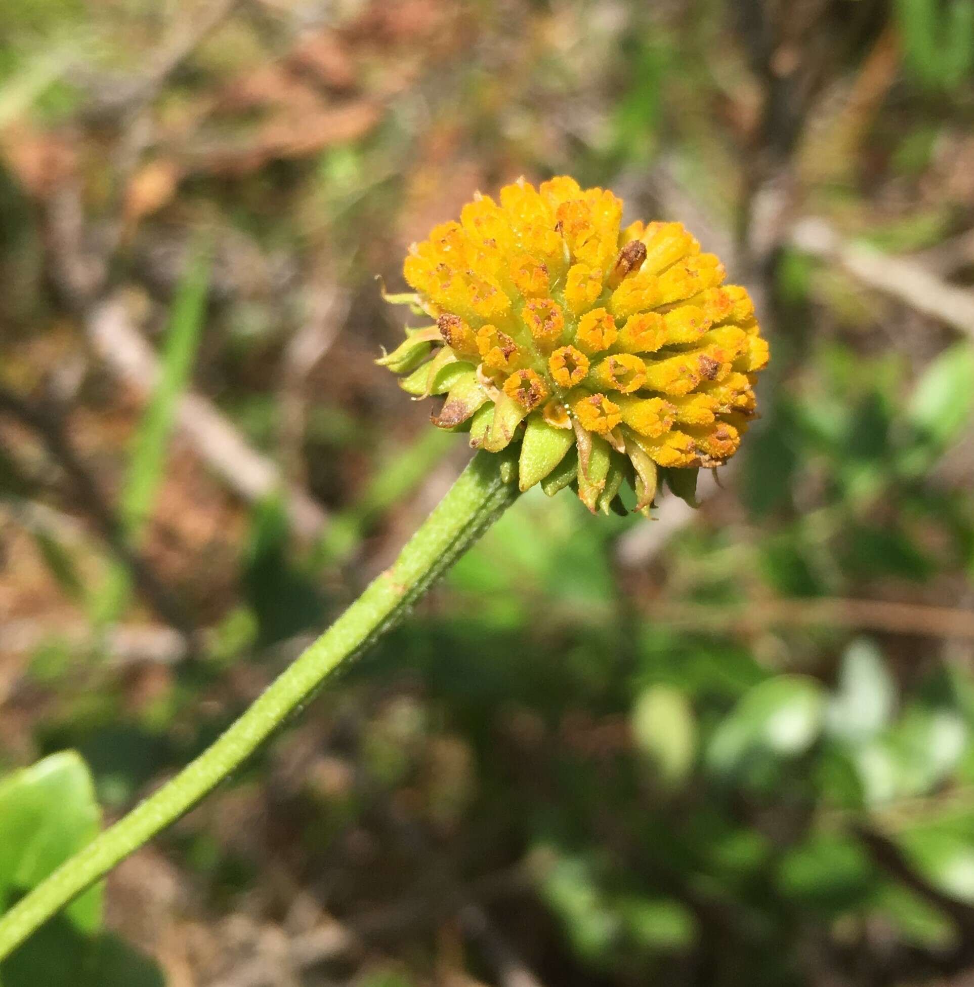 Plancia ëd Balduina uniflora Nutt.