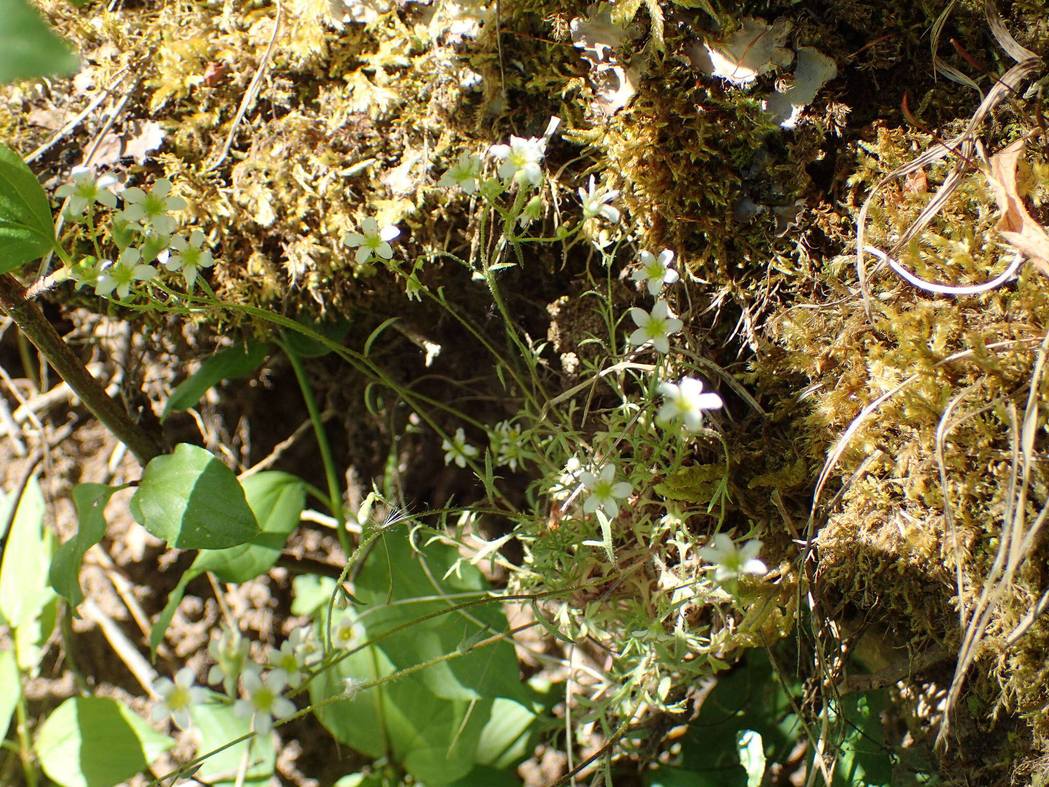 Image of Saxifraga fragosoi Sennen