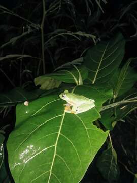 Image of Black-webbed Treefrog