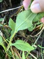 Image of Dixie goldenrod