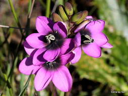 Image of Ixia versicolor G. J. Lewis