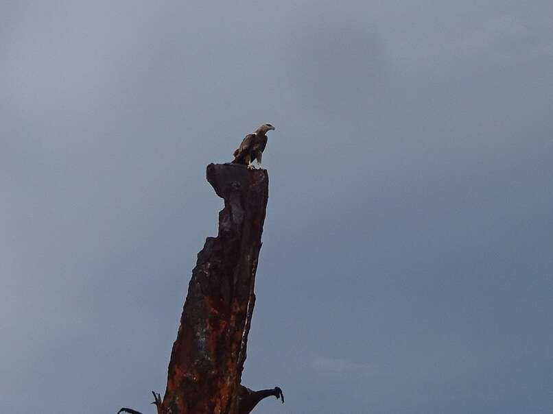 Image of Forest Fish Eagle