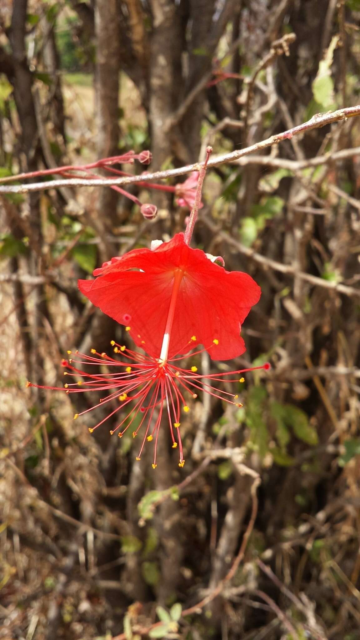 Sivun Hibiscus grandidieri var. phanerandrus (Baker) Hochr. kuva