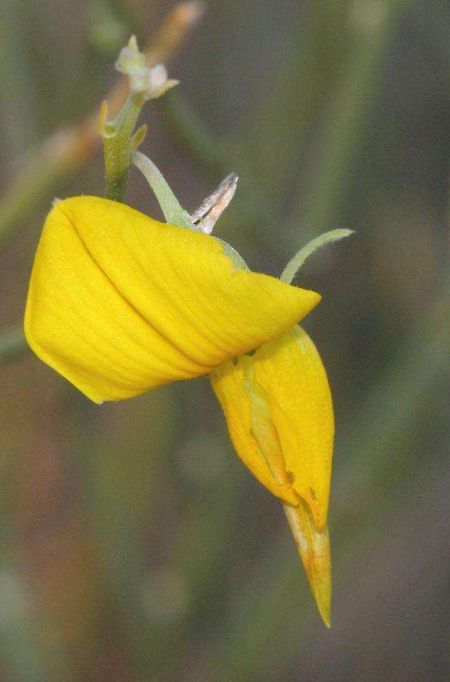 Crotalaria spartioides DC.的圖片