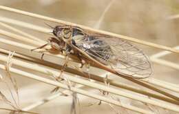 Image of tussock cicada