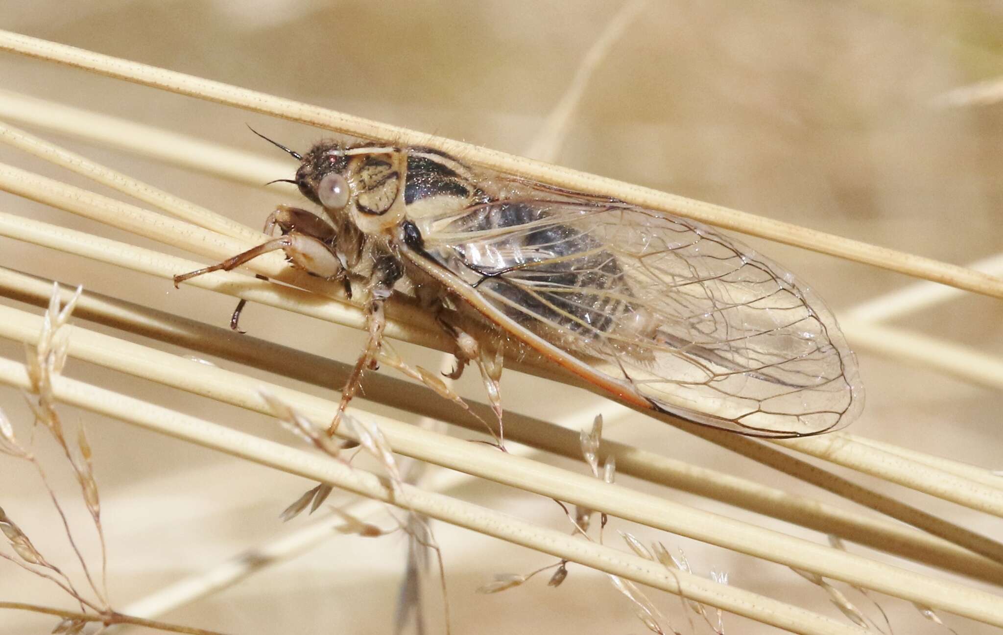 Image of tussock cicada