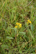 Plancia ëd Solidago virgaurea subsp. lapponica (With.) N. N. Tzvel.