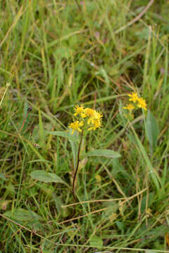 Image de Solidago virgaurea subsp. lapponica (With.) N. N. Tzvel.