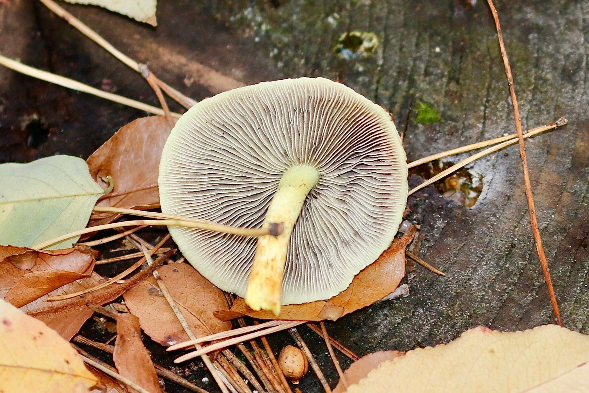 Image of Psathyrella piluliformis (Bull.) P. D. Orton 1969