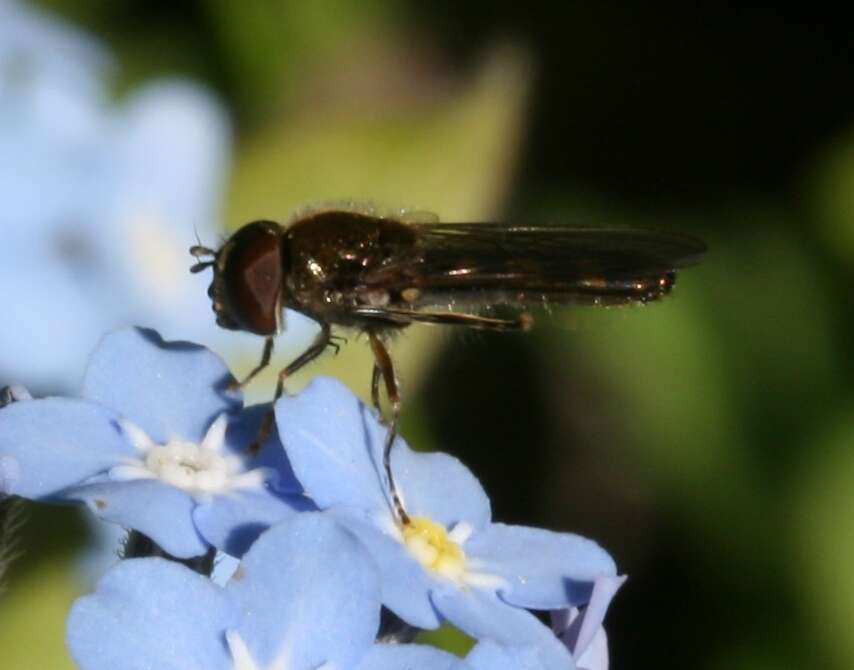 Image of Platycheirus scutatus (Meigen 1822)