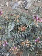 صورة Astragalus cimae var. cimae