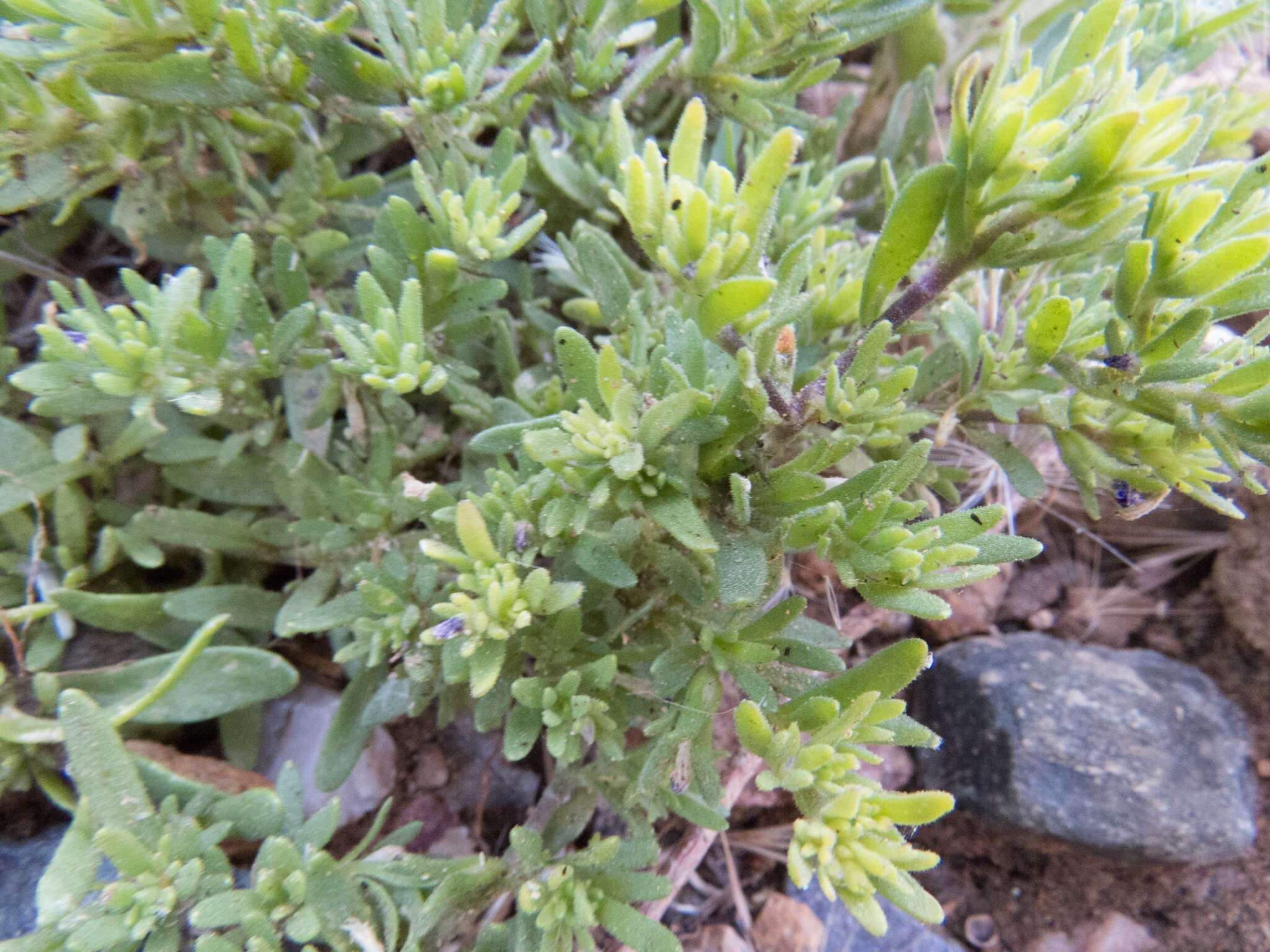 Image of seaside petunia