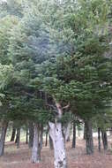 Image of Atlas Cedar