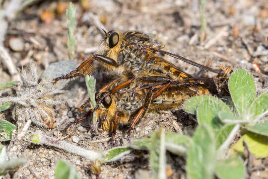 صورة <i>Machimus chrysitis</i>