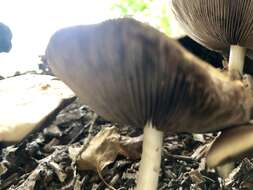 Image de Agrocybe rivulosa Nauta 2003