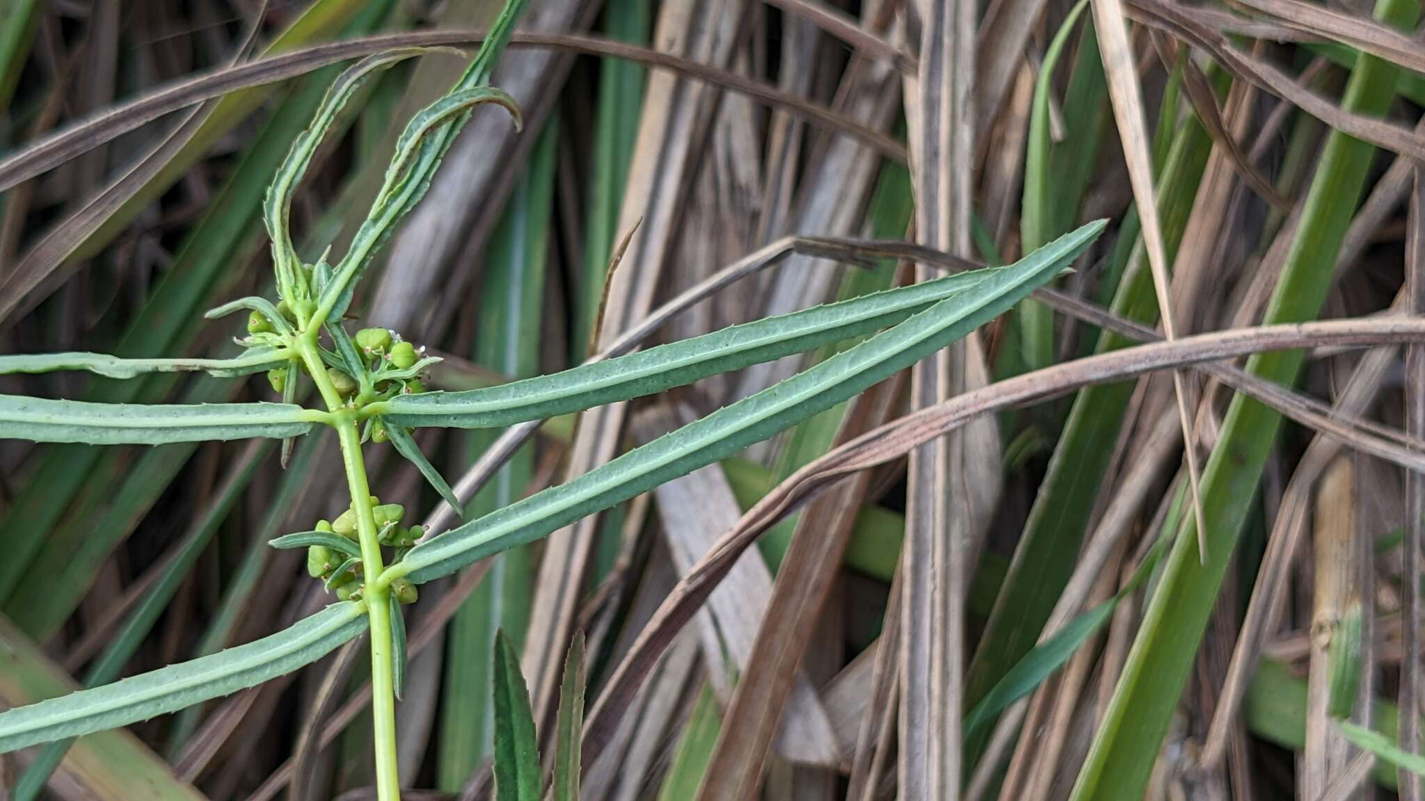 Imagem de Euphorbia bifida Hook. & Arn.