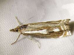 Image of Crambus heringiellus Herrich-Schäffer 1949