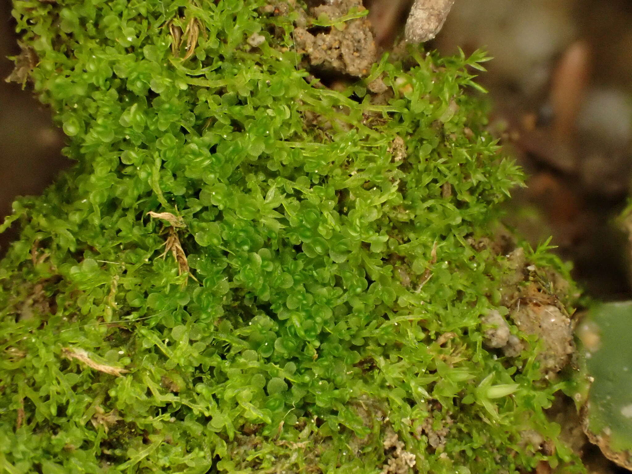 Image of Solenostoma gracillimum (Sm.) R. M. Schust.