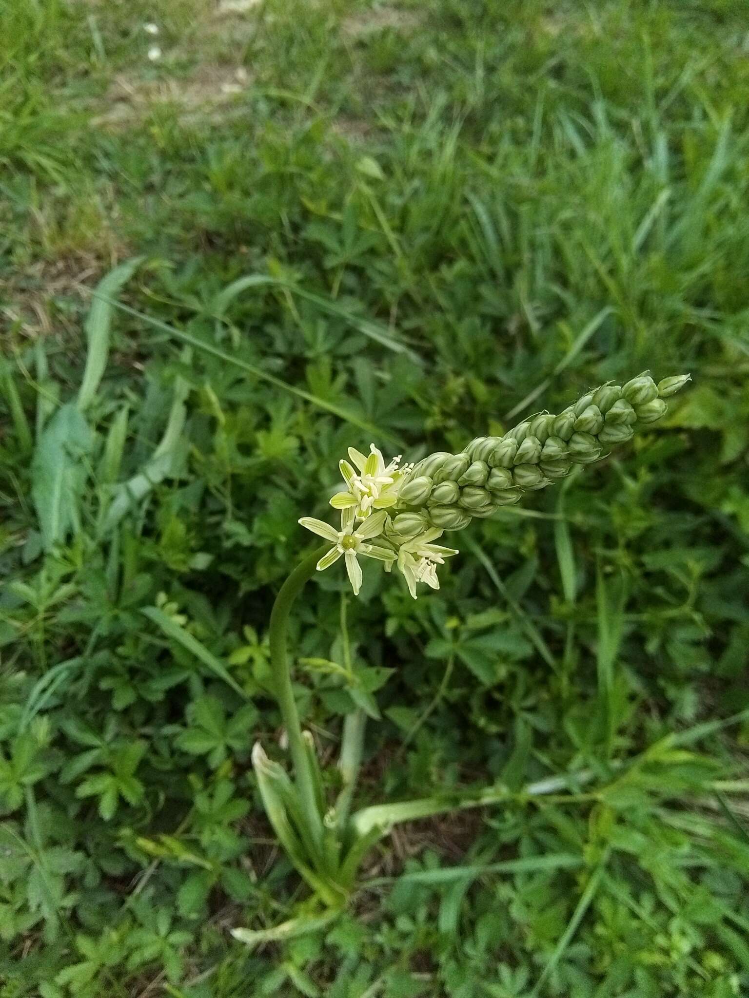 Слика од Ornithogalum pyrenaicum L.