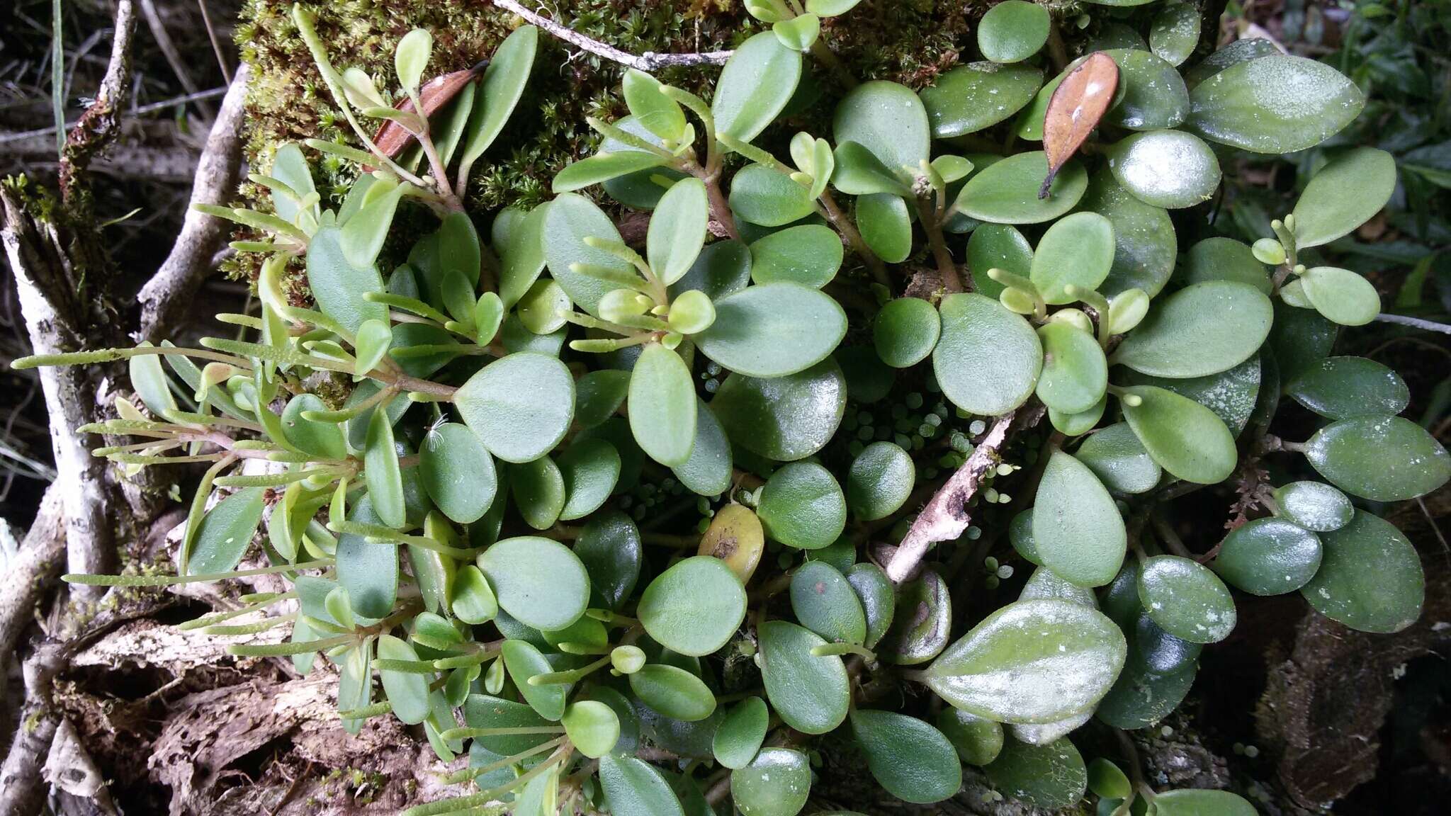 Image of Peperomia trichophylla Baker