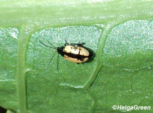 Image of Horseradish Flea Beetle