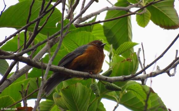 Image of Rufous-browed Conebill