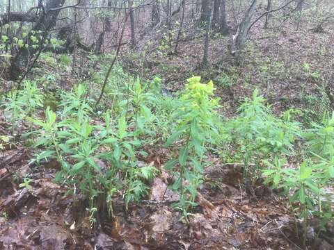 Image of Darlington's Glade Spurge