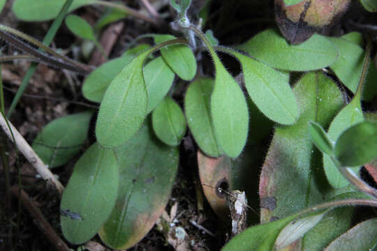 Image of Myosotis forsteri Lehm.