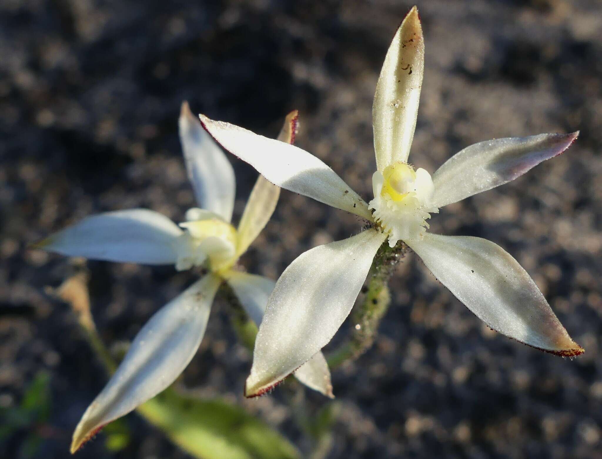 Image of Caladenia marginata Lindl.