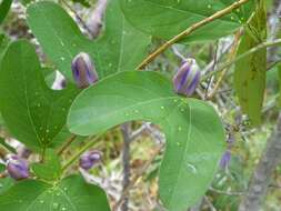 Image of Passiflora standleyi Killip