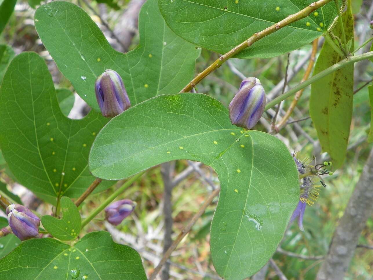 Image of Passiflora standleyi Killip