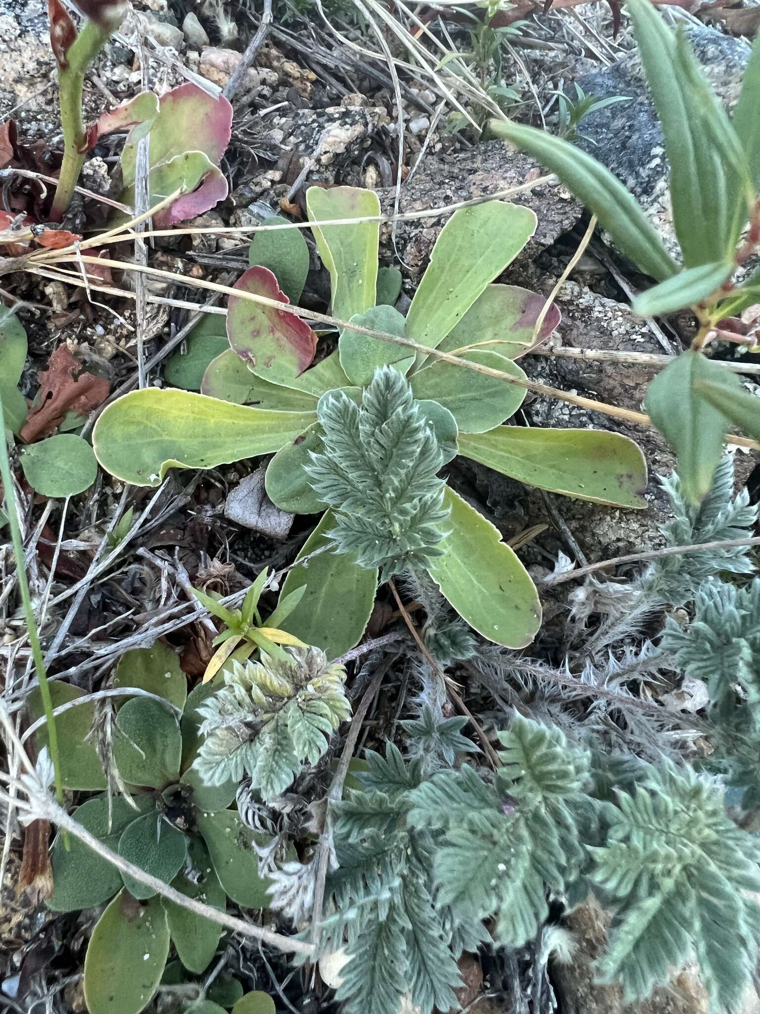 Limonium flexuosum (L.) Kuntze resmi