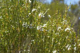 Image of Hysterobaeckea behrii (Schltdl.) Rye