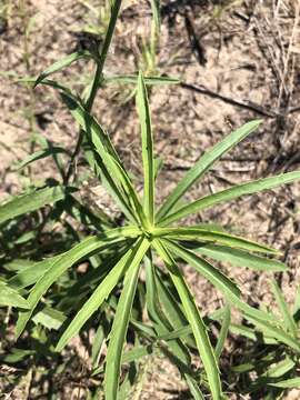 Image of Hooker's scratchdaisy