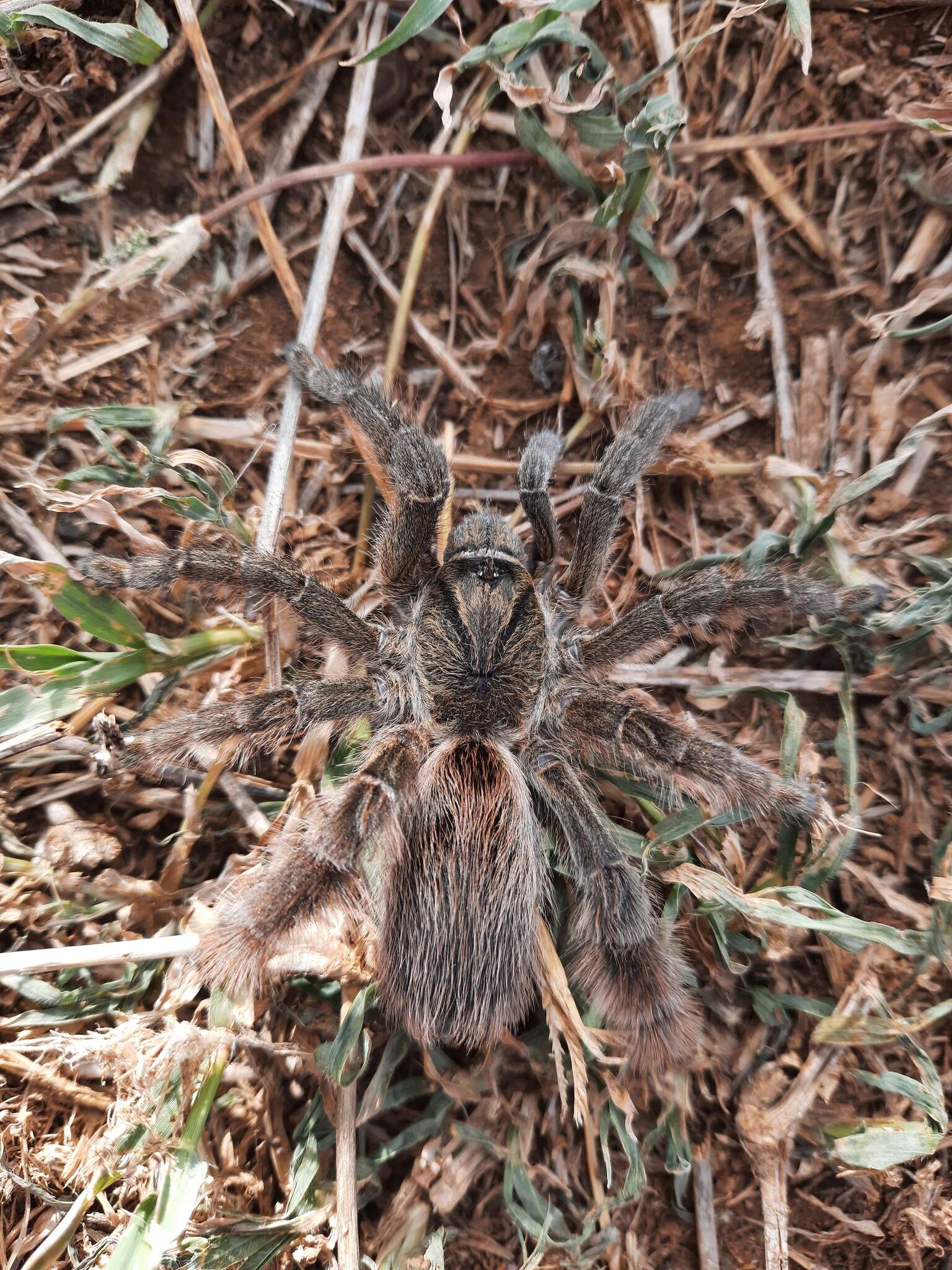 Слика од Eucratoscelus constrictus (Gerstäcker 1873)