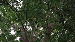 Image of White-necked Coucal