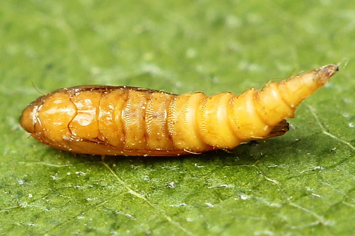 Plancia ëd Phyllonorycter klemannella (Fabricius 1781)