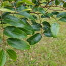 Cassia marksiana (Bailey) Domin resmi