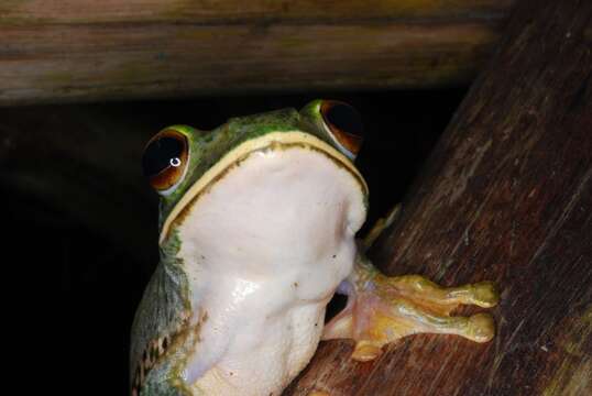 Image of Bright-eyed frog