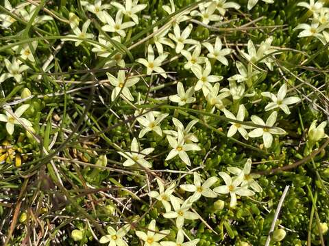 Image of Stackhousia pulvinaris F. Müll.